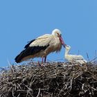 Der Jungvogel bettelte nach Futter 