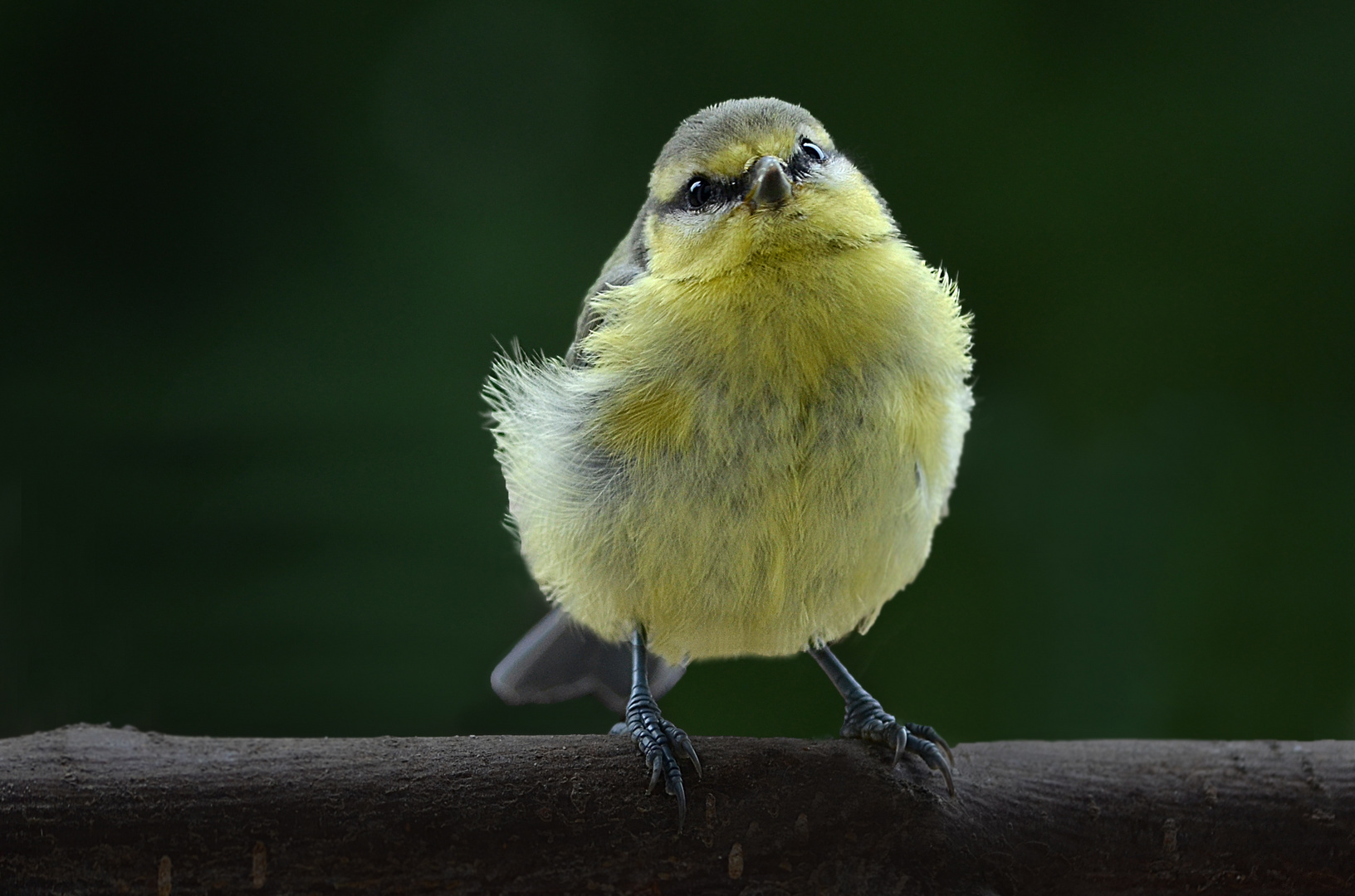 Der Jungvogel