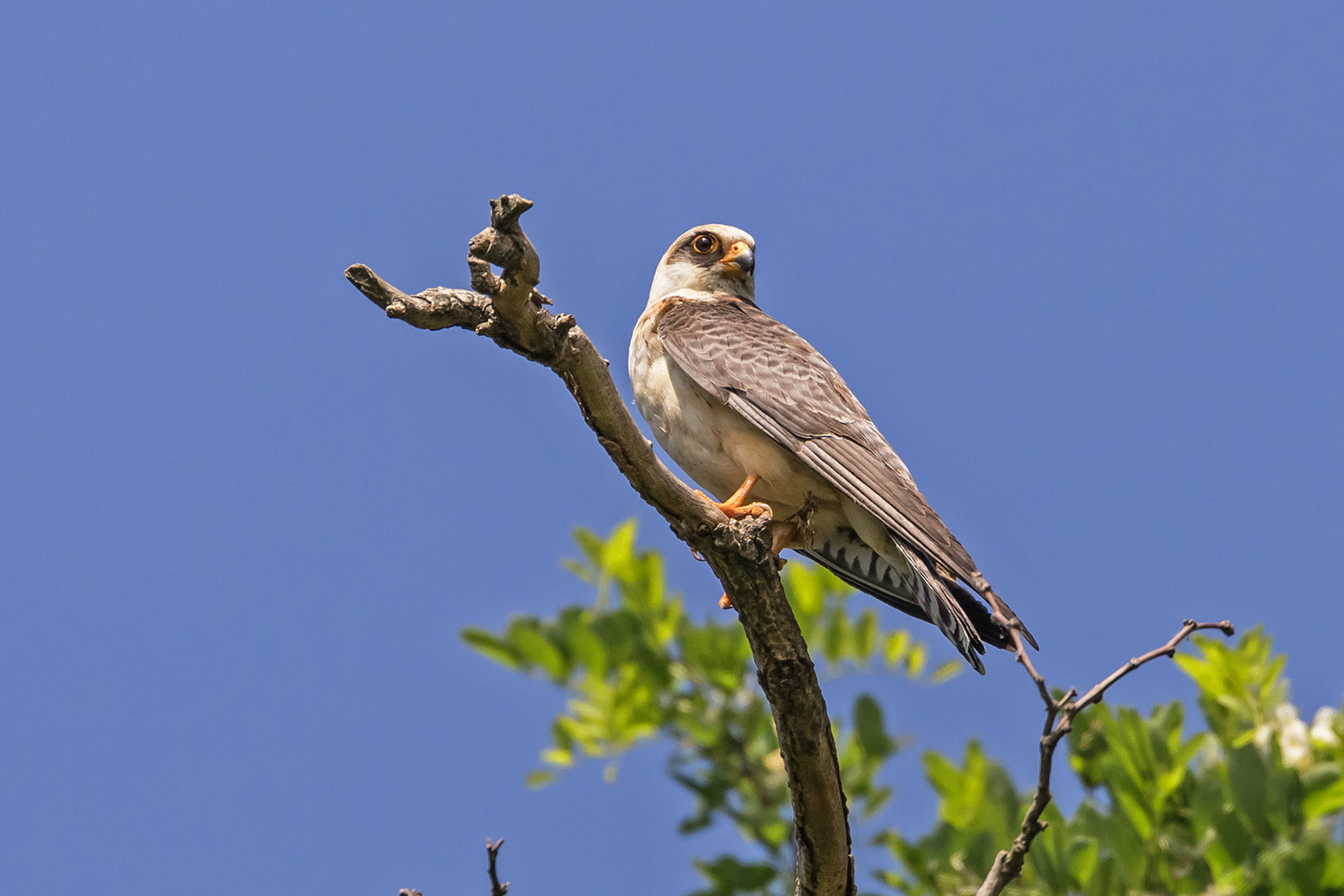 Der Jungvogel