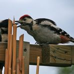 Der juvenile Buntspecht wird erneut gefüttert