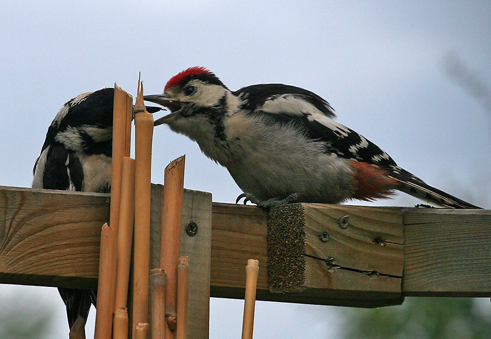 Der juvenile Buntspecht wird erneut gefüttert