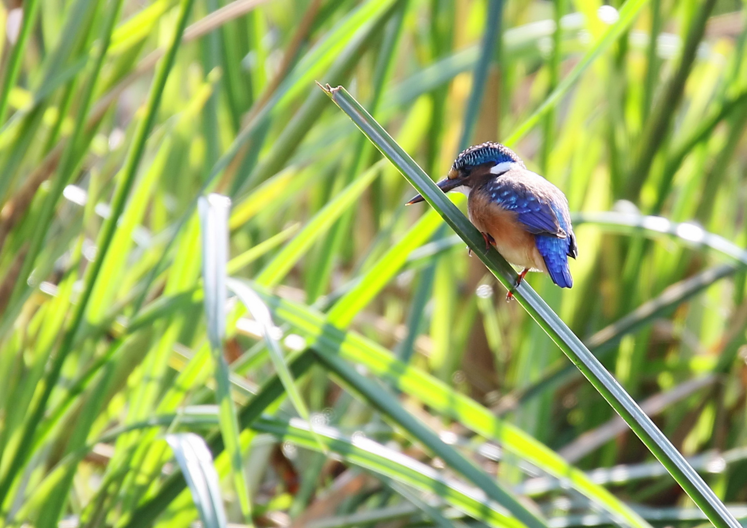 ....der juvenile Haubenzwergfischer.....