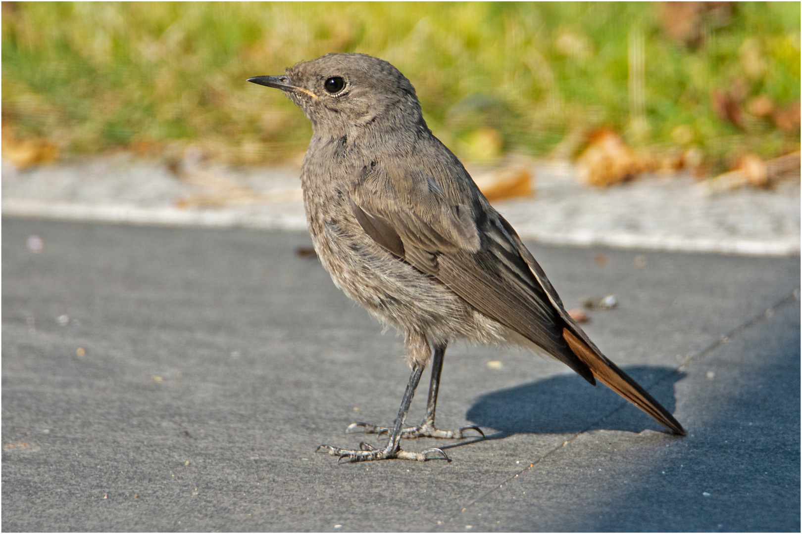 Der juvenile Hausrotschwanz (Phoenicurus ochruros) . . .