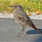 Der juvenile Hausrotschwanz (Phoenicurus ochruros) . . .