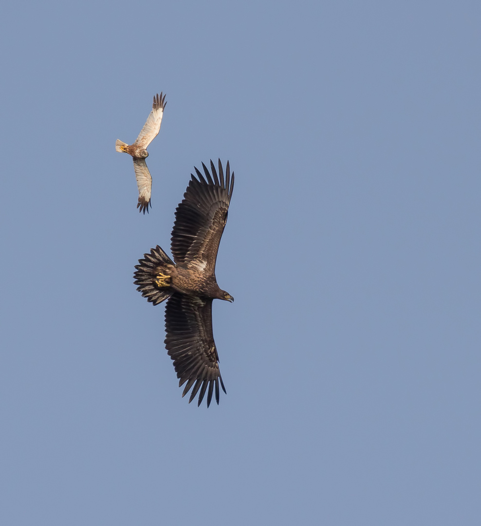 Der juvenile Seeadler 1 ...