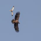 Der juvenile Seeadler 1 ...