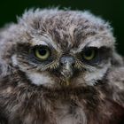 Der juvenile Steinkauz (Athene noctua)