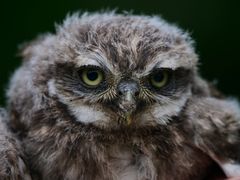 Der juvenile Steinkauz (Athene noctua)