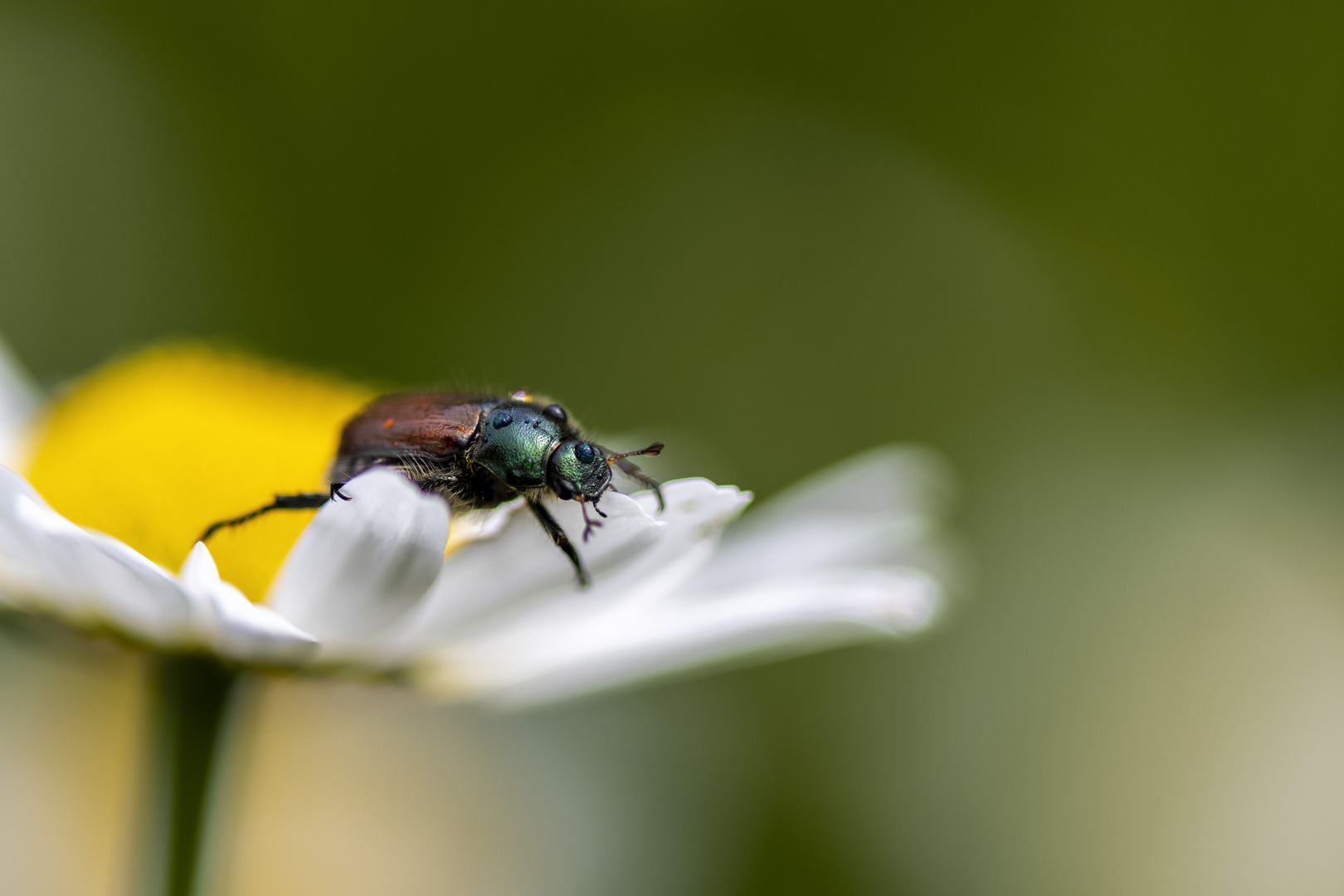 Der Käfer.