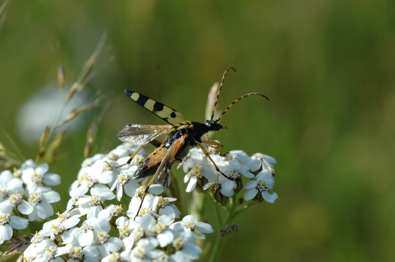 Der Käfer