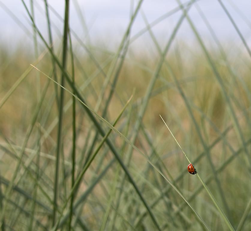 Der Käfer