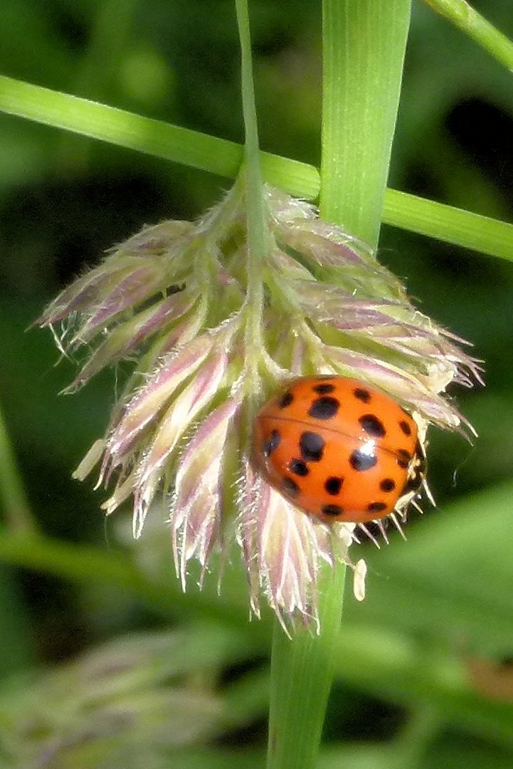 Der Käfer 2.