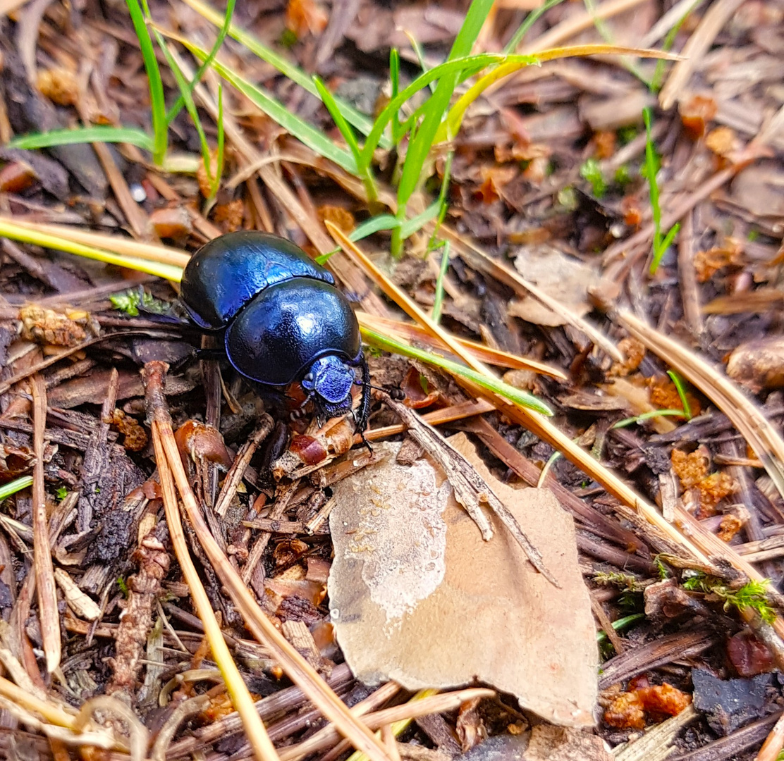 Der Käfer