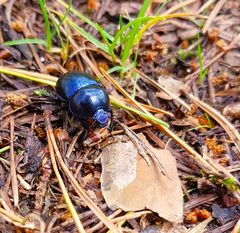 Der Käfer