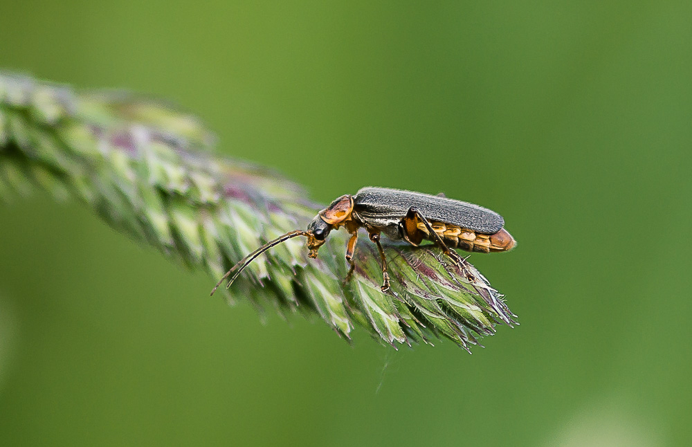 Der Käfer