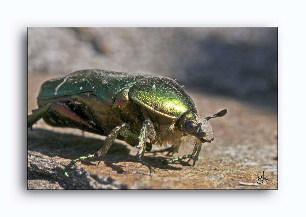 Der Käfer