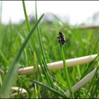 Der Käfer auf dem Grashalm :)