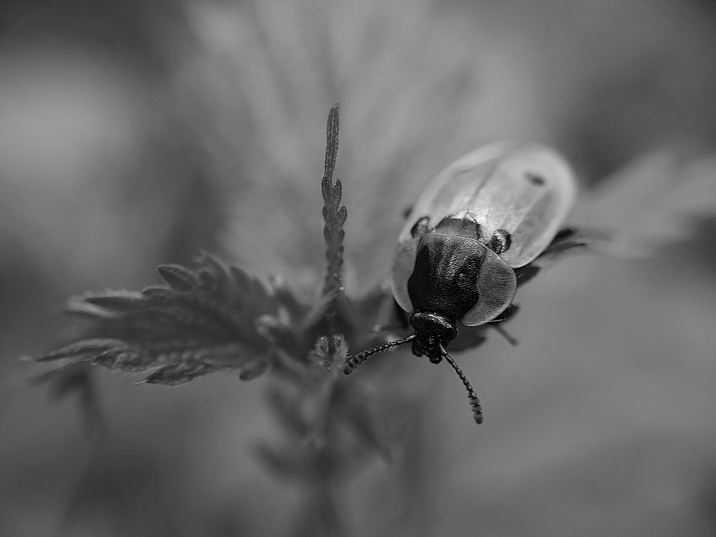 Der Käfer auf der Brennnessel