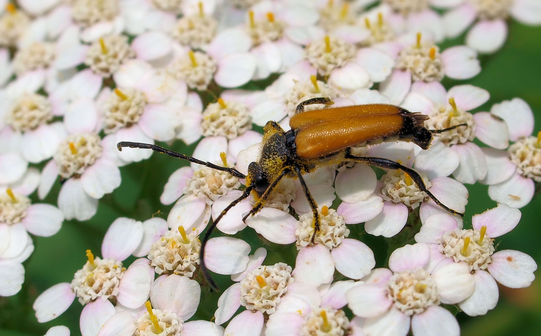 Der Käfer beim speisen.... Foto & Bild | tiere, wildlife, insekten ...