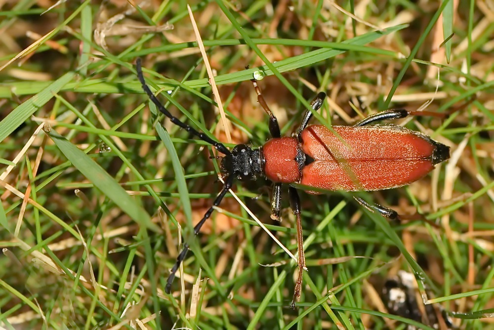 der Käfer...