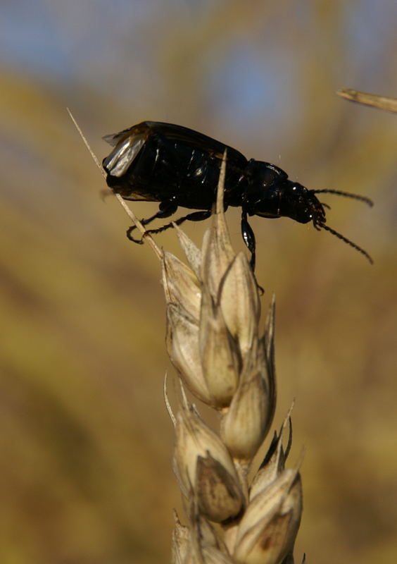 Der Käfer im Getreide