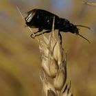 Der Käfer im Getreide