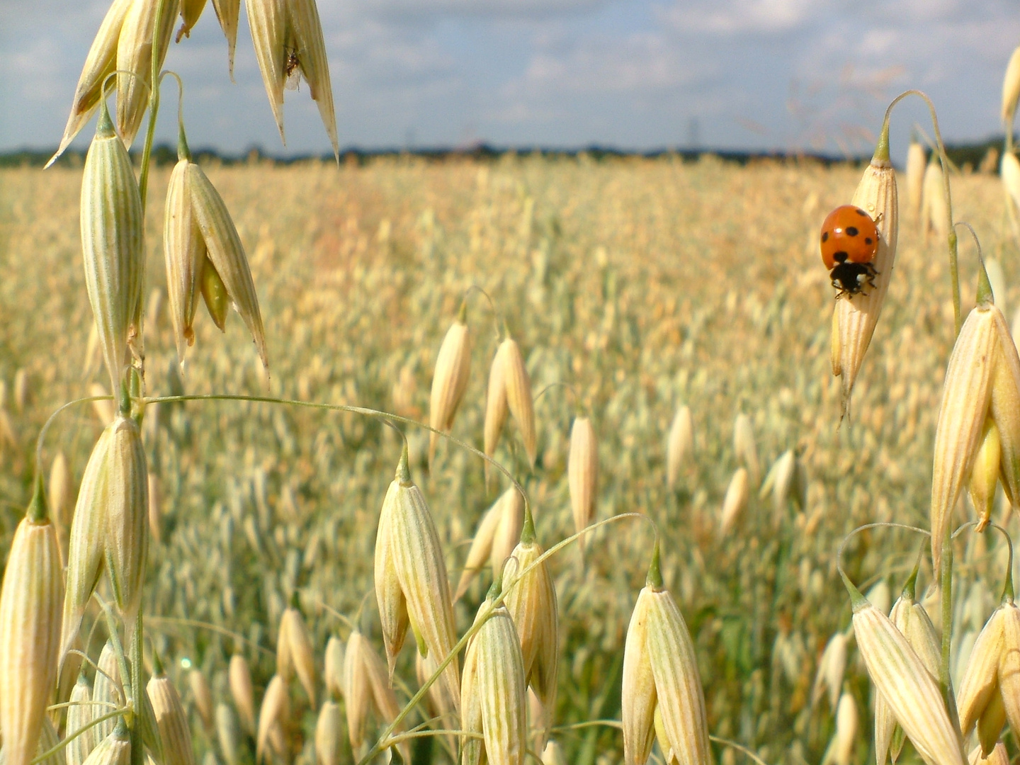 Der Käfer im Kornfeld