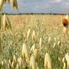 Der Käfer im Kornfeld