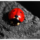 Der Käfer in Rot