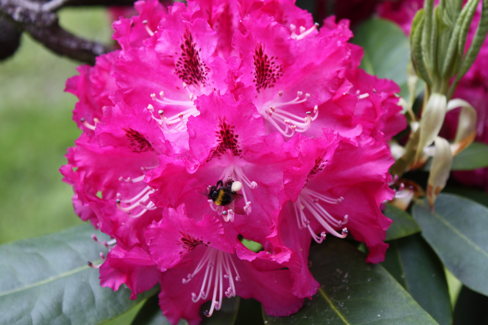 der Käfer lässt es sich gut gehen im Rhododendron