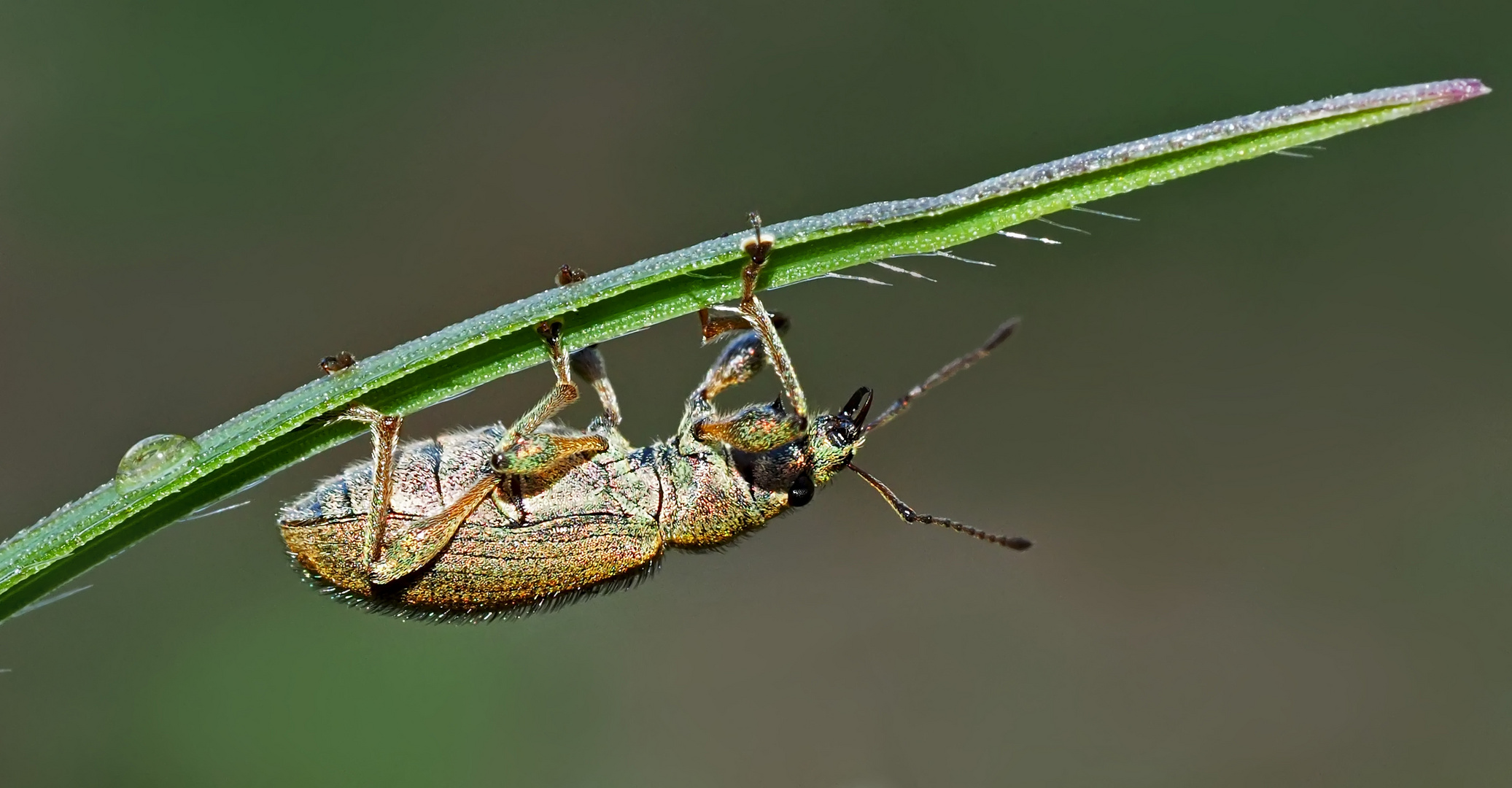 Der Käfer mit dem Rüssel..! - Encore une petite créature étrange..!