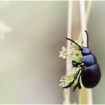 der Käfer mit den Tatzen