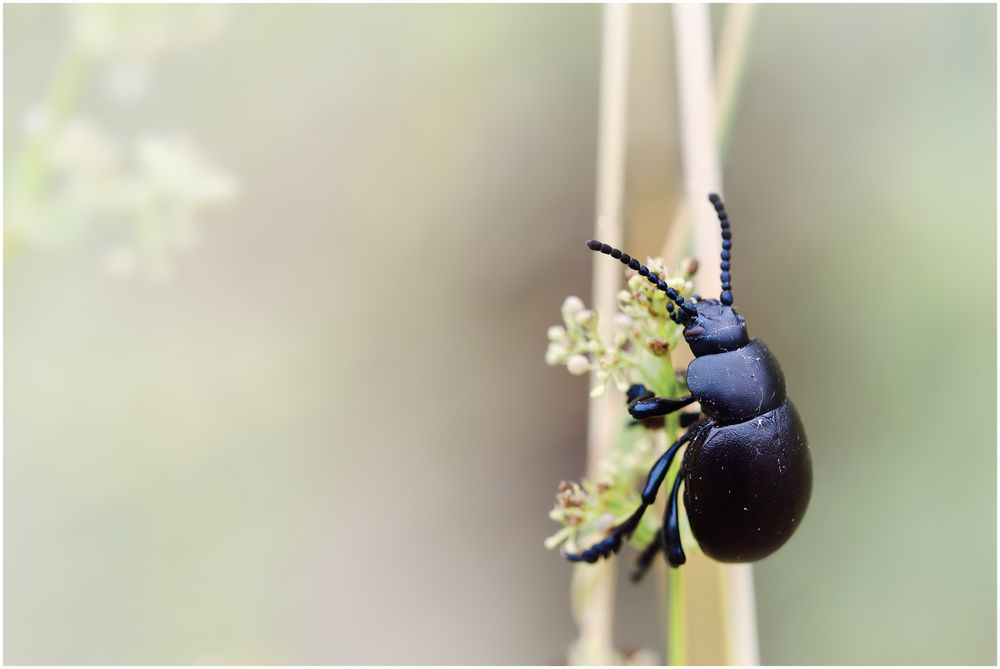 der Käfer mit den Tatzen