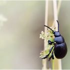 der Käfer mit den Tatzen