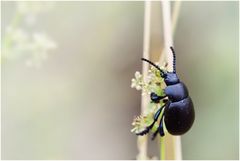 der Käfer mit den Tatzen