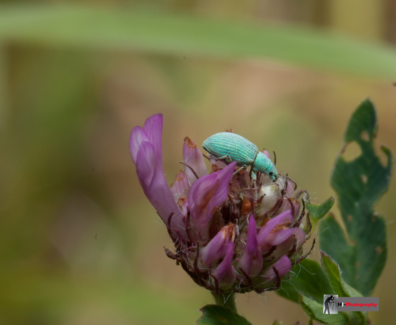 Der Käfer und die Blüte