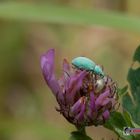 Der Käfer und die Blüte