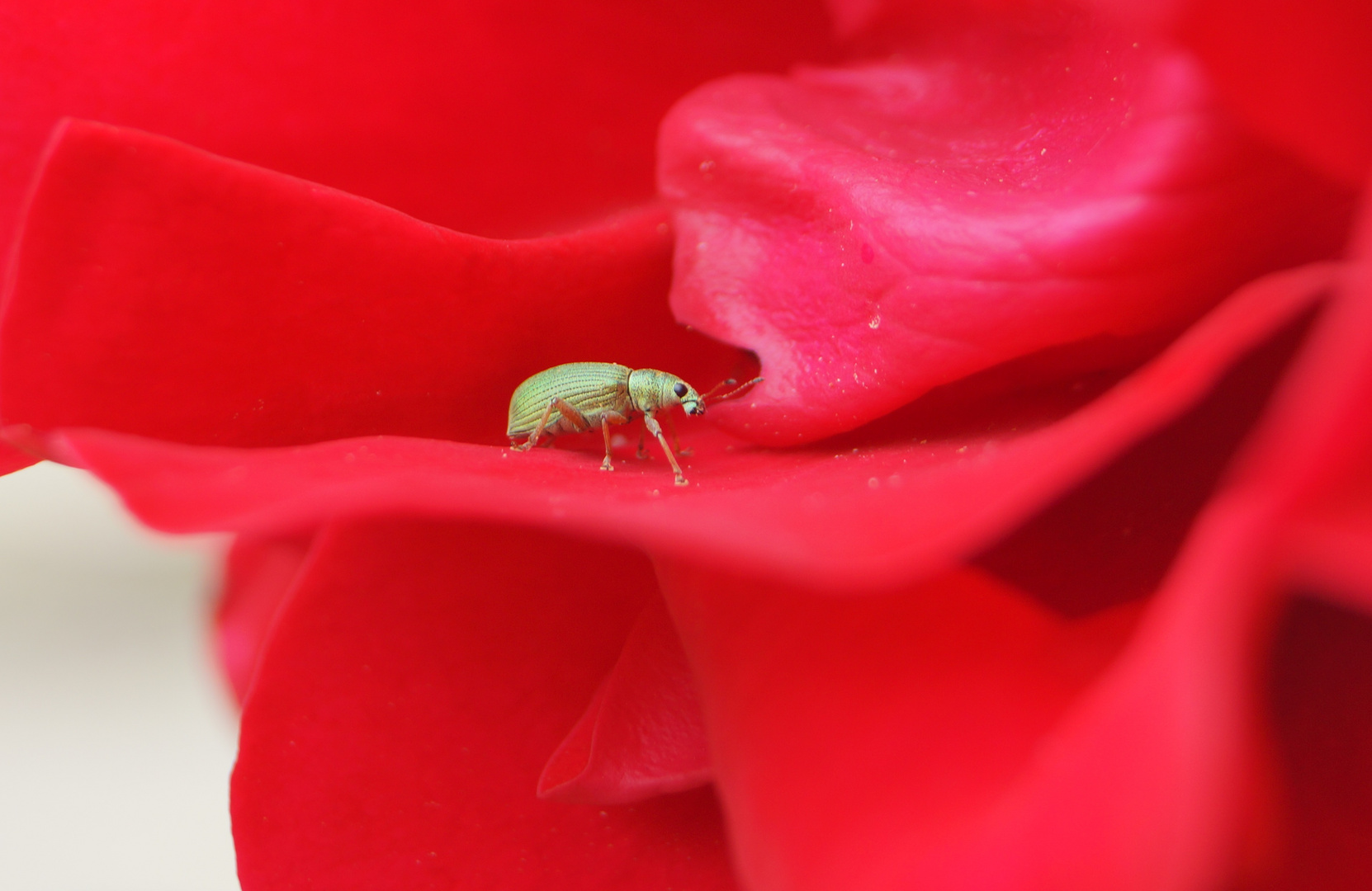 Der Käfer und die Blume