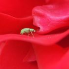 Der Käfer und die Blume