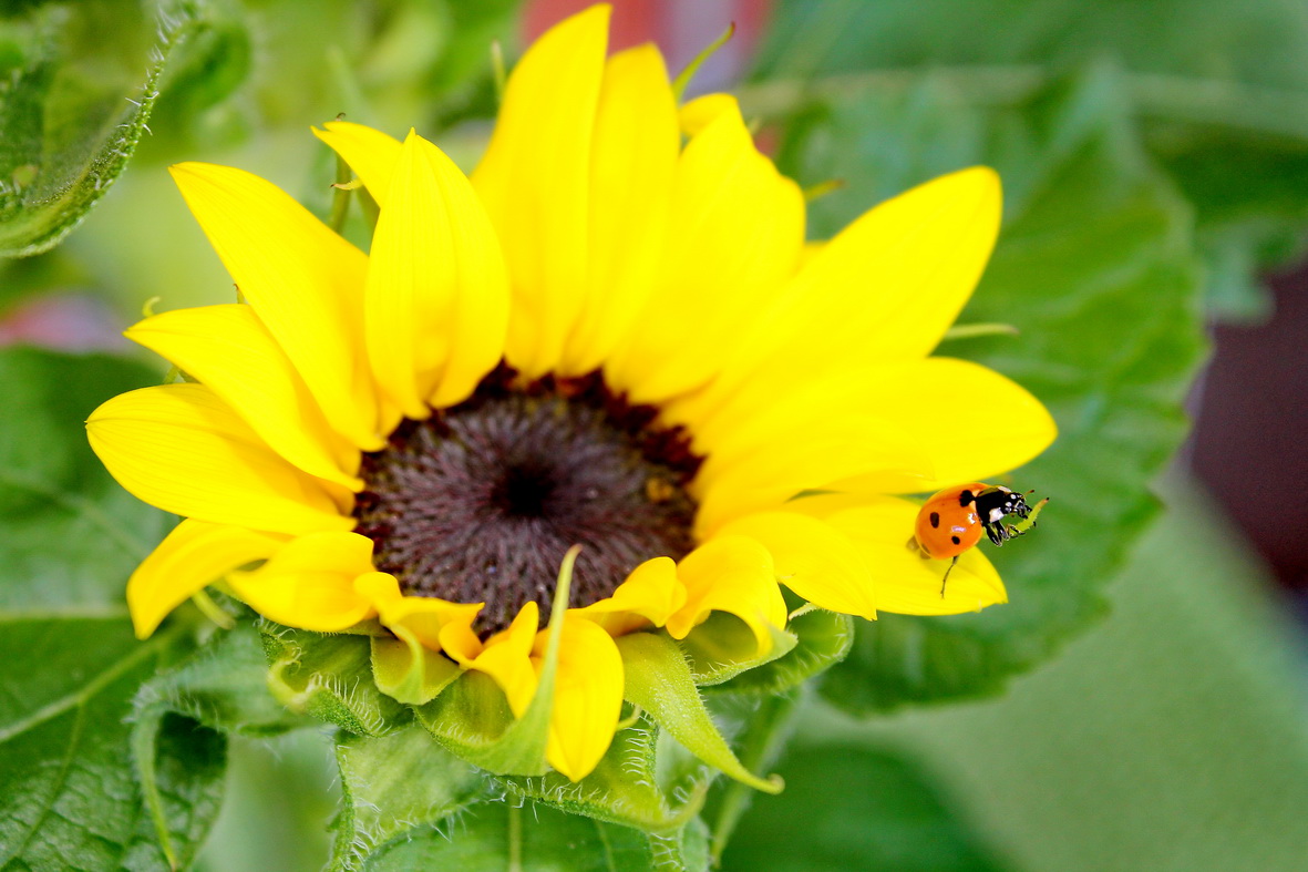 "Der Käfer und die Sonnenblume"