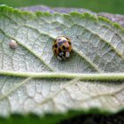 Der Käfer und sein Abendessen