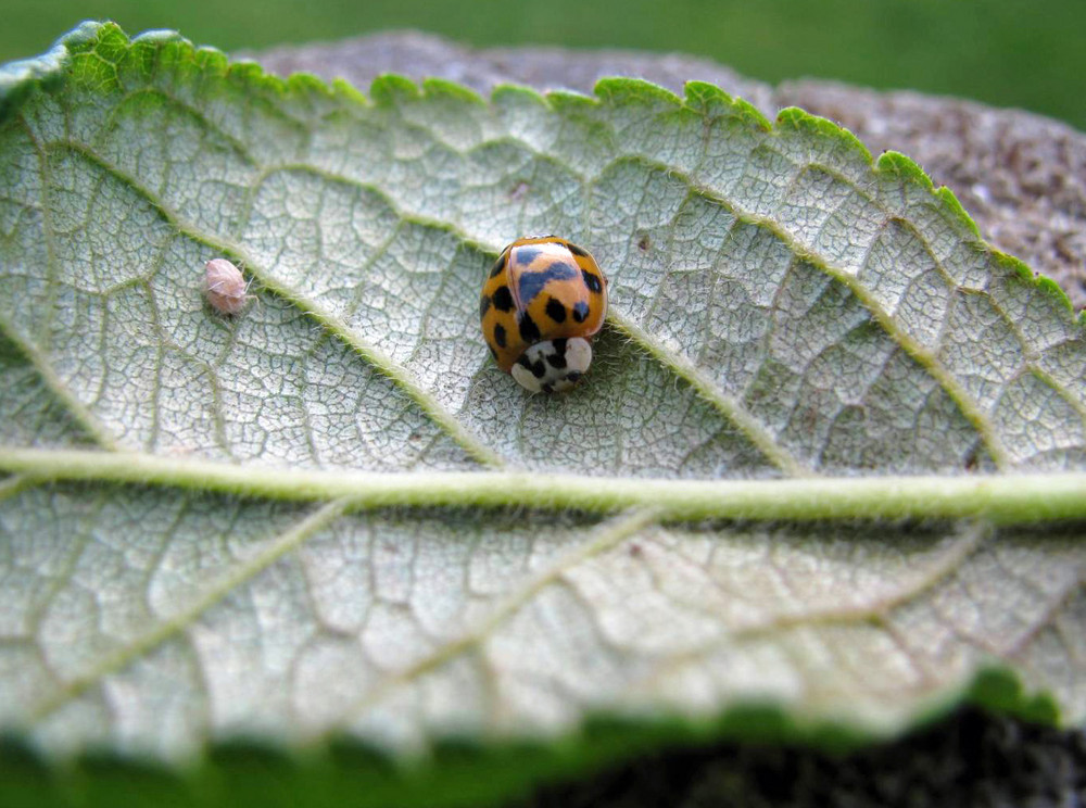 Der Käfer und sein Abendessen