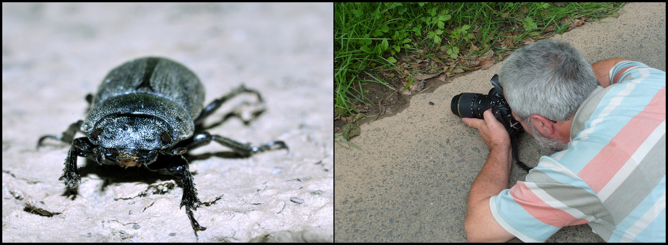 Der Käfer und sein Fotograf