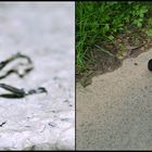 Der Käfer und sein Fotograf