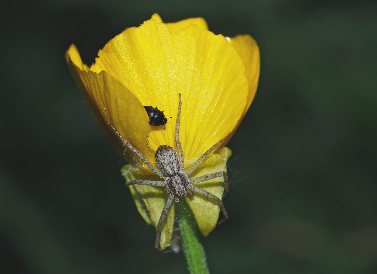 Der Käfer weist die Spinne zurecht: "Das ist MEINE Blume!" - David et Goliath!