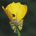 Der Käfer weist die Spinne zurecht: "Das ist MEINE Blume!" - David et Goliath!