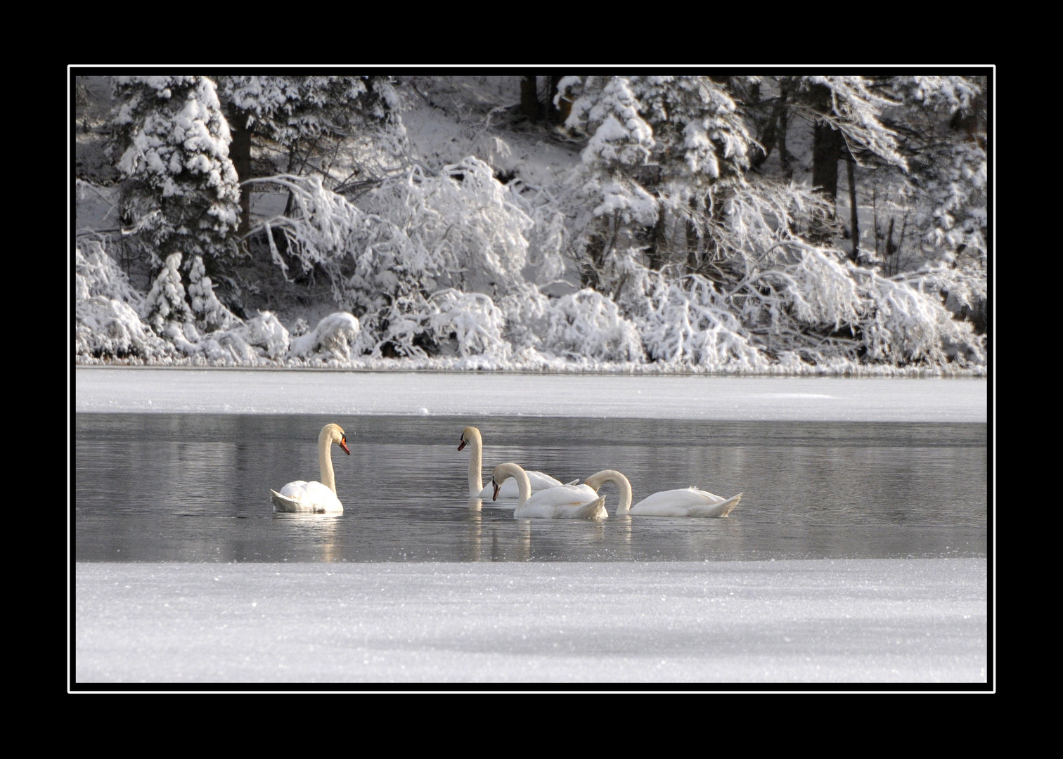 Der Kälte trotzen - Schwäne auf dem halb zugefrorenen Jägersee