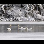 Der Kälte trotzen - Schwäne auf dem halb zugefrorenen Jägersee