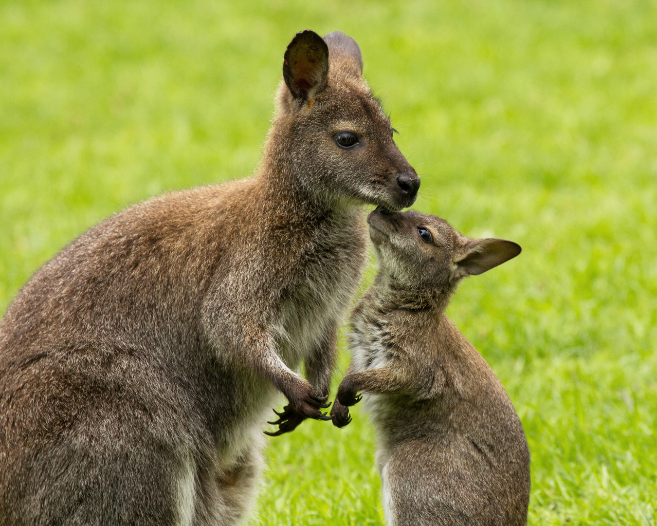 Der Känguru-Nachwuchs.... Foto & Bild | tiere, tierkinder, tiere