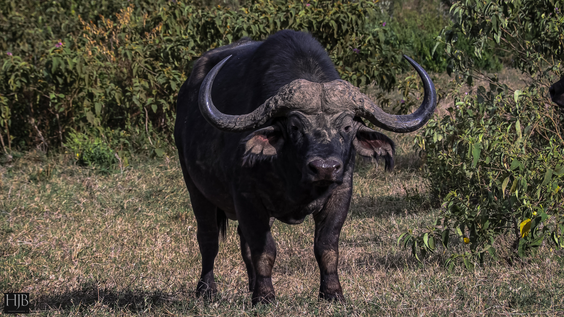 Der Kaffernbüffel (Syncerus caffer)